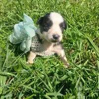 Sassy, a female Rat Terrier and Australian Shepherd for sale in Sugartown, LA – Photo 3 of 7