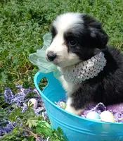 Sassy, a female Rat Terrier and Australian Shepherd for sale in Sugartown, LA – Photo 6 of 7