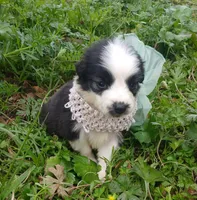 Sassy, a female Rat Terrier and Australian Shepherd for sale in Sugartown, LA – Photo 4 of 7