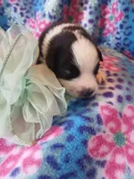 Sassy, a female Rat Terrier and Australian Shepherd for sale in Sugartown, LA – Photo 1 of 3