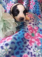 Sassy, a female Rat Terrier and Australian Shepherd for sale in Sugartown, LA – Photo 2 of 3