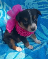 Tessie, a female Australian Shepherd and Border Collie for sale in Sugartown, LA – 1 of 2