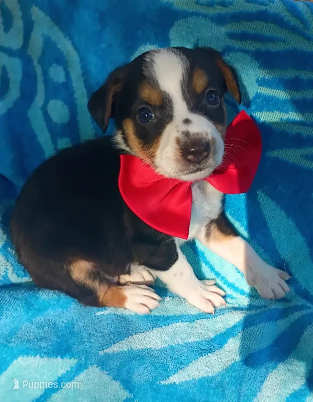 Brett – Australian Shepherd, Border Collie puppy for sale in Sugartown, LA