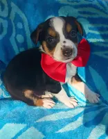 Brett, a male Australian Shepherd and Border Collie for sale in Sugartown, LA – 1 of 1