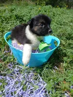 Ranch, a male Rat Terrier and Australian Shepherd for sale in Sugartown, LA – Photo 3 of 4