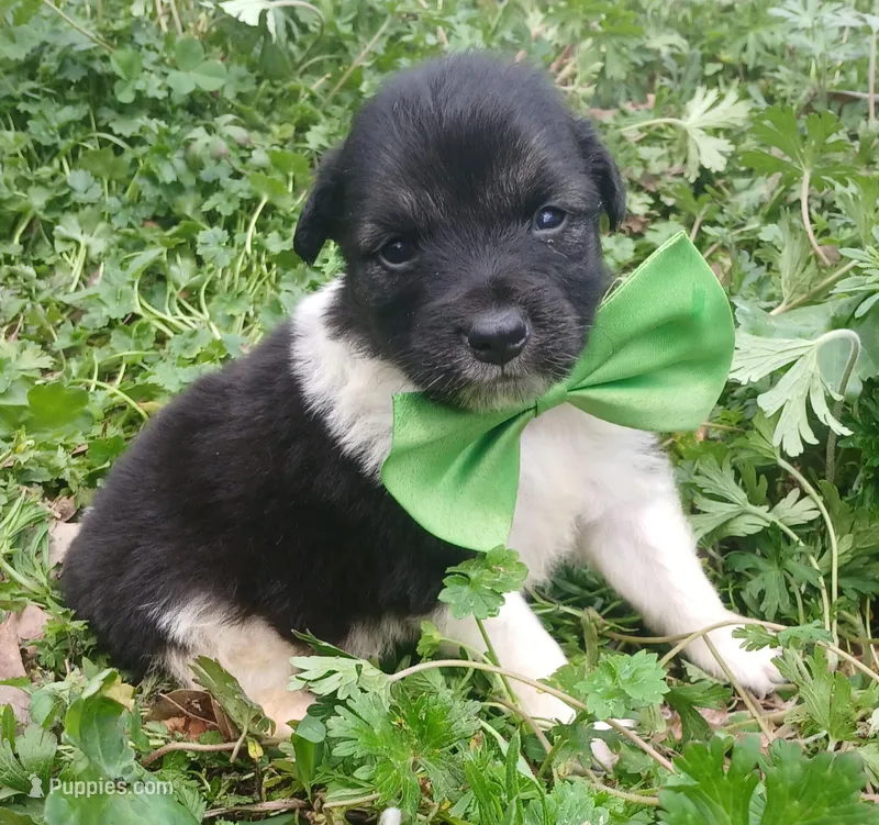 Ranch – Rat Terrier, Australian Shepherd puppy for sale in Sugartown, LA