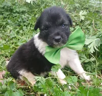 Ranch, a male Rat Terrier and Australian Shepherd for sale in Sugartown, LA – Photo 1 of 4