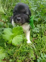 Ranch, a male Rat Terrier and Australian Shepherd for sale in Sugartown, LA – Photo 2 of 4