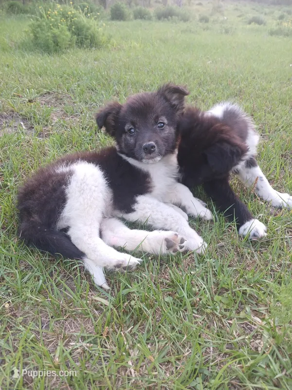 Ranch – Rat Terrier, Australian Shepherd puppy for sale in Sugartown, LA