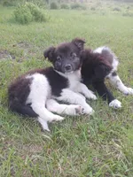 Ranch, a male Rat Terrier and Australian Shepherd for sale in Sugartown, LA – 1 of 5