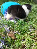 Ranch, a male Rat Terrier and Australian Shepherd for sale in Sugartown, LA – Photo 4 of 4