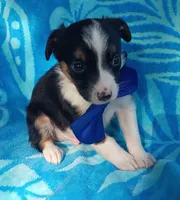 Oliver, a male Australian Shepherd and Border Collie for sale in Sugartown, LA – 1 of 2