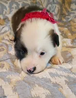 Amelia, a female Australian Shepherd for sale in Sugartown, LA – 3 of 3