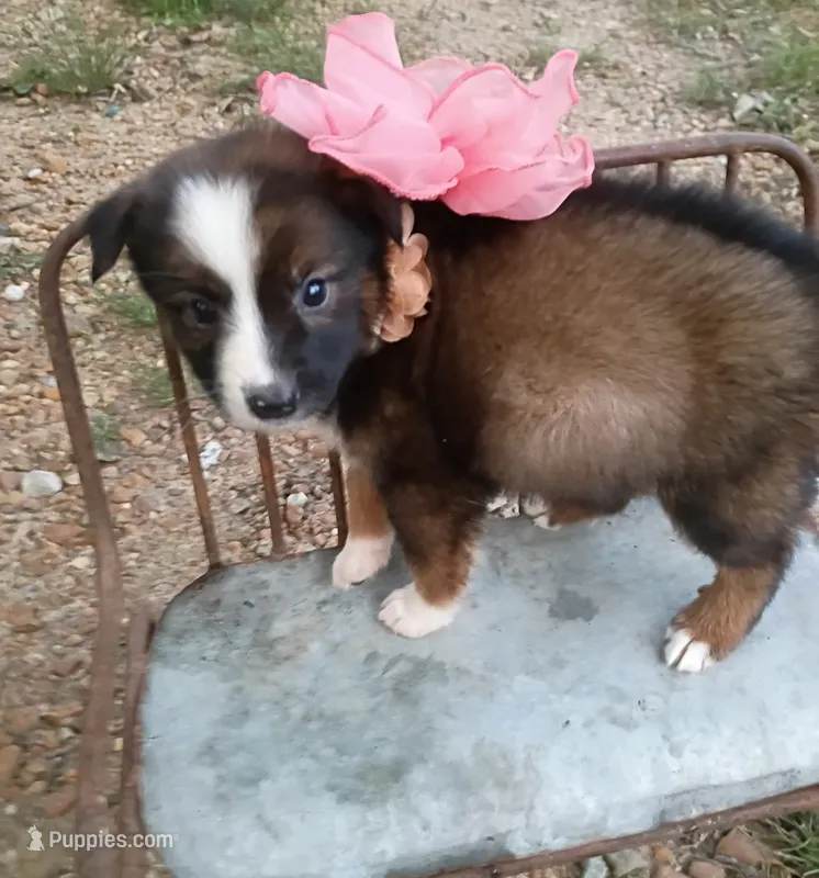 Peaches – Australian Shepherd puppy for sale in Sugartown, LA