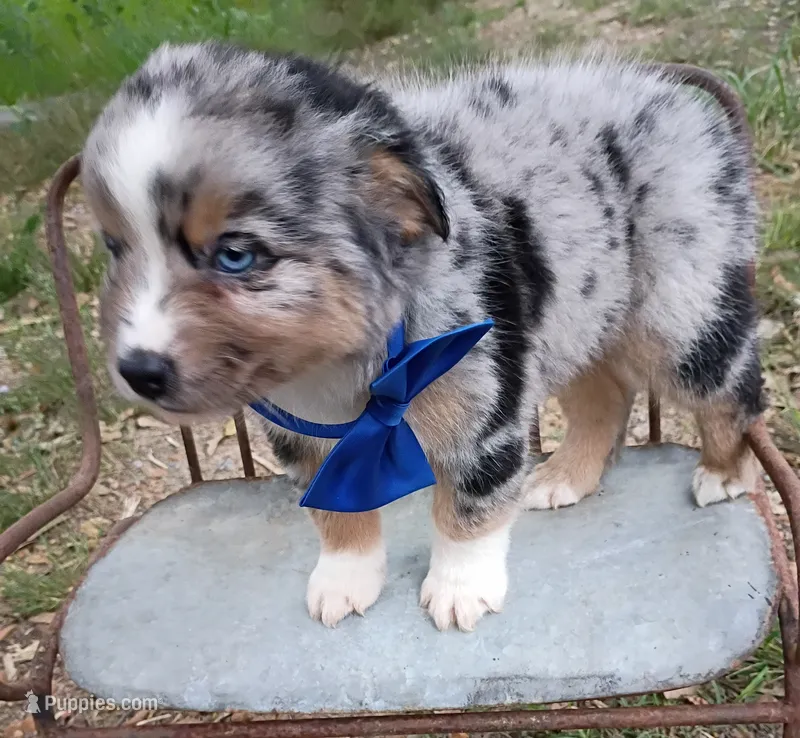   Caplun – Miniature Australian Shepherd puppy for sale in Sugartown, LA