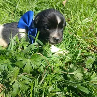 Dallas, a male Rat Terrier and Australian Shepherd for sale in Sugartown, LA – Photo 6 of 8