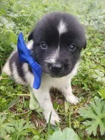 Dallas, a male Rat Terrier and Australian Shepherd for sale in Sugartown, LA – Photo 3 of 8