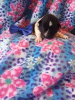 Dallas, a male Rat Terrier and Australian Shepherd for sale in Sugartown, LA – Photo 2 of 2