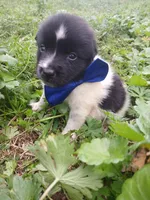 Dallas, a male Rat Terrier and Australian Shepherd for sale in Sugartown, LA – Photo 4 of 8