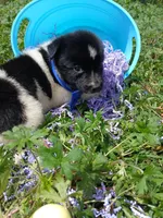 Dallas, a male Rat Terrier and Australian Shepherd for sale in Sugartown, LA – Photo 8 of 8
