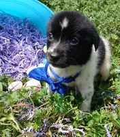 Dallas, a male Rat Terrier and Australian Shepherd for sale in Sugartown, LA – Photo 2 of 8