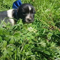 Dallas, a male Rat Terrier and Australian Shepherd for sale in Sugartown, LA – Photo 7 of 8