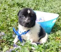 Dallas, a male Rat Terrier and Australian Shepherd for sale in Sugartown, LA – Photo 1 of 8