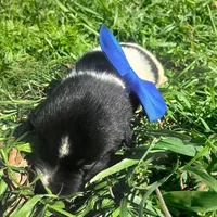 Dallas, a male Rat Terrier and Australian Shepherd for sale in Sugartown, LA – Photo 5 of 8