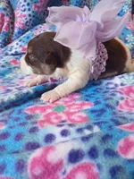 Misty, a female Rat Terrier and Australian Shepherd for sale in Sugartown, LA – Photo 1 of 3
