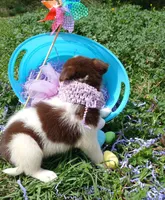 Misty, a female Rat Terrier and Australian Shepherd for sale in Sugartown, LA – Photo 3 of 4