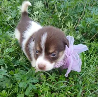 Misty, a female Rat Terrier and Australian Shepherd for sale in Sugartown, LA – Photo 2 of 4