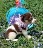 Misty, a female Rat Terrier and Australian Shepherd for sale in Sugartown, LA – Photo 4 of 4