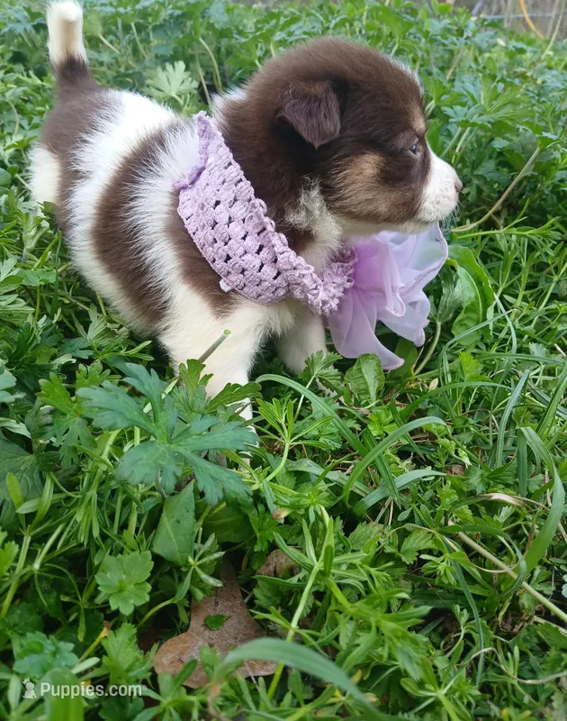 Misty – Rat Terrier, Australian Shepherd puppy for sale in Sugartown, LA