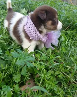Misty, a female Rat Terrier and Australian Shepherd for sale in Sugartown, LA – Photo 1 of 4