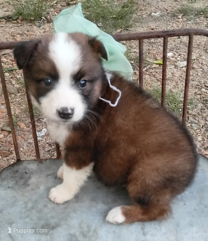 Foxie – Australian Shepherd puppy for sale in Sugartown, LA