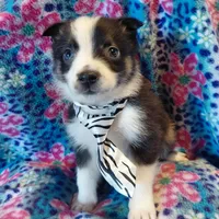 Mickey, a male Miniature Australian Shepherd for sale in Sugartown, LA – Photo 2 of 3