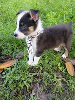 Mickey, a male Miniature Australian Shepherd for sale in Sugartown, LA – Photo 1 of 3