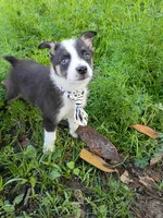 Mickey, a male Miniature Australian Shepherd for sale in Sugartown, LA – Photo 3 of 3