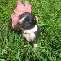 Teagan , a female Rat Terrier and Australian Shepherd for sale in Sugartown, LA – Photo 4 of 6