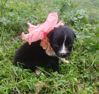 Teagan , a female Rat Terrier and Australian Shepherd for sale in Sugartown, LA – Photo 5 of 6