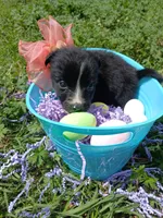 Teagan , a female Rat Terrier and Australian Shepherd for sale in Sugartown, LA – Photo 6 of 6