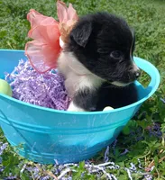 Teagan , a female Rat Terrier and Australian Shepherd for sale in Sugartown, LA – Photo 2 of 6