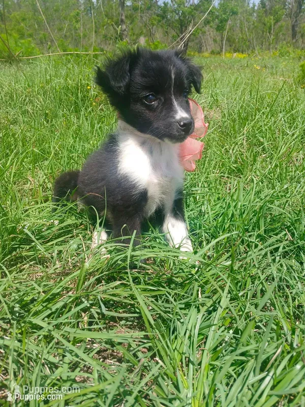 Teagan  – Rat Terrier, Australian Shepherd puppy for sale in Sugartown, LA