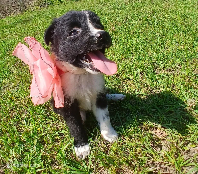 Teagan  – Rat Terrier, Australian Shepherd puppy for sale in Sugartown, LA