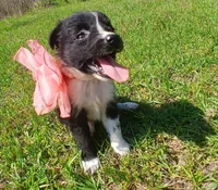Teagan , a female Rat Terrier and Australian Shepherd for sale in Sugartown, LA – Photo 1 of 6