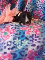 Teagan , a female Rat Terrier and Australian Shepherd for sale in Sugartown, LA – Photo 2 of 2