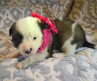 Amelia, a female Australian Shepherd for sale in Sugartown, LA – 2 of 3