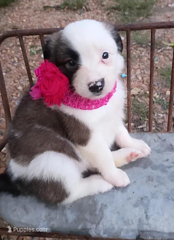 Amelia – Australian Shepherd puppy for sale in Sugartown, LA