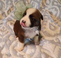 Foxie, a female Australian Shepherd for sale in Sugartown, LA – 2 of 4