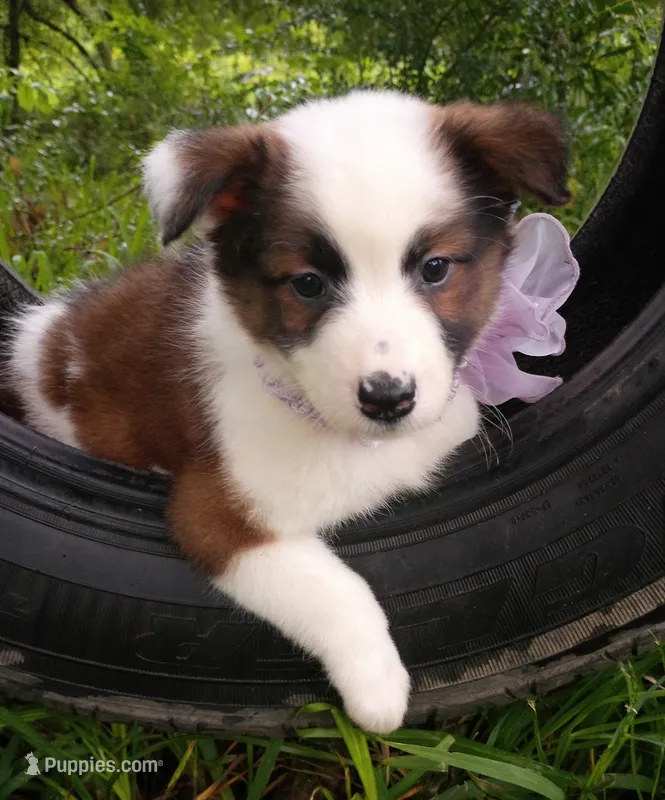 Rylee – Australian Shepherd puppy for sale in Sugartown, LA